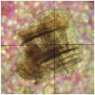 zrnkový preparát
WHEWELLIT
(polarizační mikroskop)